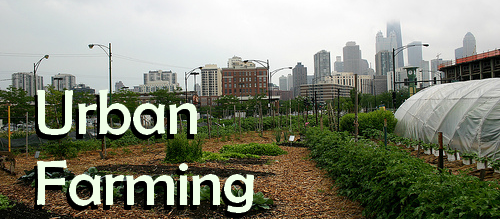 Urban Farming